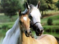 Free Graceful Horse Screensaver 1.0 screenshot. Click to enlarge!