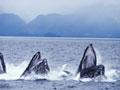 Free Humpback Whales Screensaver 1.0 screenshot. Click to enlarge!