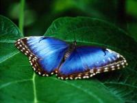 Free Living Butterfly Screensaver 1.0 screenshot. Click to enlarge!