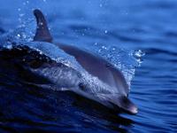 Free Living Dolphins Screensaver 1.0 screenshot. Click to enlarge!