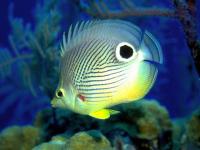 Free Marine Aquarium Screensaver 1.0 screenshot. Click to enlarge!