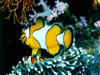 Free Marine Fish Screensaver 1.0 screenshot. Click to enlarge!