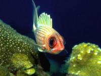 Free Saltwater Fish Screensaver 1.0 screenshot. Click to enlarge!