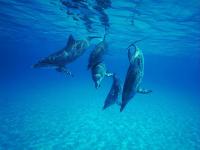 Free Underwater Screensaver 1.0 screenshot. Click to enlarge!