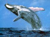 Free Whales Screensaver 1.0 screenshot. Click to enlarge!
