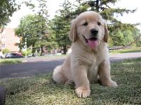 Golden Retriever Screensaver 1.2 screenshot. Click to enlarge!