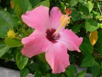 Hibiscus Screensaver 1.1 screenshot. Click to enlarge!