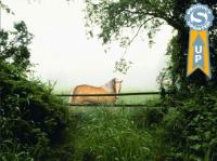 Horse in the mist - 3D Screen Saver 5.07 screenshot. Click to enlarge!