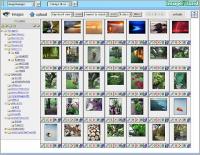 ImageIsland 3.00 screenshot. Click to enlarge!