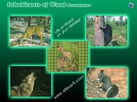 Inhabitants of Wood Screensaver 1.0 screenshot. Click to enlarge!