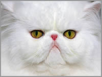 JoyLax cat Screensaver 1.0 screenshot. Click to enlarge!