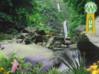 Jungle Waterfall - Animated Wallpaper 5.07 screenshot. Click to enlarge!