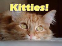 Kitties! Screen Saver 2.0 screenshot. Click to enlarge!