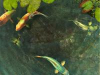 Koi Fish 3D Screensaver 1.1 screenshot. Click to enlarge!