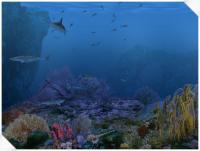 Living 3D Sharks 1.0 screenshot. Click to enlarge!