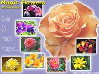 Magic Flowers Screensaver 1.0 screenshot. Click to enlarge!