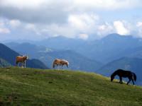 Majestic Horses Screensaver 1 screenshot. Click to enlarge!