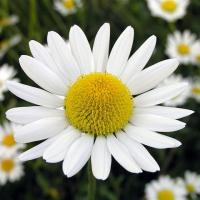 Mayweed Screensaver 1.1 screenshot. Click to enlarge!