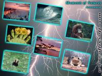Moments of Nature Screensaver 1.1 screenshot. Click to enlarge!