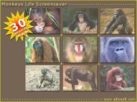 Monkeys Life Screensaver 1.0 screenshot. Click to enlarge!