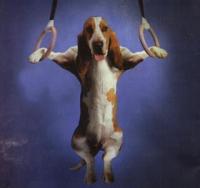 My Basset Hound Screen Saver 1.0 screenshot. Click to enlarge!