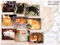 My Cats Screensaver FREE 3.0 screenshot. Click to enlarge!
