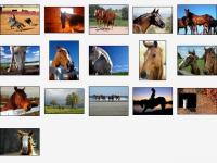 Noble Stallions Screensaver 1.0 screenshot. Click to enlarge!