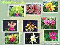 Orchids Screensaver 1.3 screenshot. Click to enlarge!