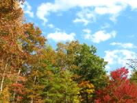 Perfect Autumn Screensaver 1 screenshot. Click to enlarge!