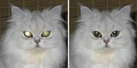 Pet Eye Fix Guide 2.2.7 screenshot. Click to enlarge!