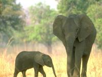Playful Elephants ScreenSaver 2.0 screenshot. Click to enlarge!