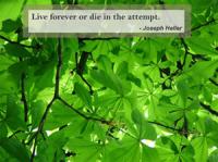 Quotes and Nature Screensaver 1.0 screenshot. Click to enlarge!