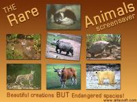 Rare Animals Screensaver 1.1 screenshot. Click to enlarge!