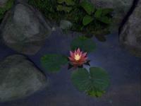 SS Water Lily - Animated 3D Screensaver 3.1 screenshot. Click to enlarge!