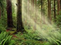 Serenity Forest Screensaver 1.2 screenshot. Click to enlarge!