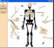 Skeleton - Bone Builder v1.2 screenshot. Click to enlarge!