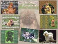 Small Dogs Screensaver 1.0 screenshot. Click to enlarge!