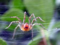 Spider Phobia Screensaver 1 screenshot. Click to enlarge!