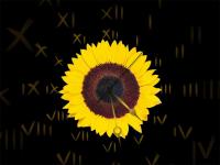 Sunflower Clock ScreenSaver 2.3 screenshot. Click to enlarge!