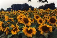 Sunflowers Screensaver 1.0 screenshot. Click to enlarge!