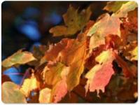 Thanksgiving Appreciation Screensaver 2.0 screenshot. Click to enlarge!
