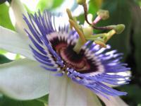 The Blue Passion Flower Screensaver 1.2 screenshot. Click to enlarge!