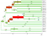 TreeGraph 2.4.0-456 Beta screenshot. Click to enlarge!