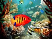 Tropical Fish 3D Screensaver 1.3 screenshot. Click to enlarge!