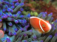 Tropical Sea Life DesktopFun Screen... 3.0 screenshot. Click to enlarge!