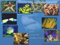 Undersea Life Screensaver 1.5 screenshot. Click to enlarge!
