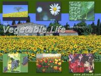 Vegetable Life Screensaver 1.2 screenshot. Click to enlarge!
