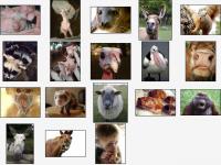 Wacky Animals Screensaver 1.0 screenshot. Click to enlarge!