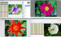 WildBit Viewer 6.3 screenshot. Click to enlarge!