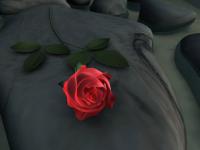 flower screensaver 1.2 screenshot. Click to enlarge!